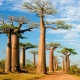 BAOBAB , THE SUPERFOOD TRADE THAT ISN’T SAVING LOCAL HARVESTERS 