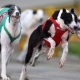 NEW ZEALAND PLANS TO BAN GREYHOUND RACING