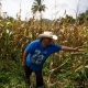 MEXICO BANS GENETICALLY MODIFIED CORN IN SOVEREIGNTY NATIONALIST CAMPAIGN